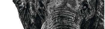 Image shows a cropped section of a large ink drawing of an elephant. It is cropped across the elephants head with a dark greyscale rendering of it's eyes and the beginning of the trunk