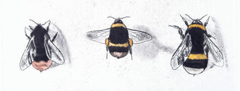  Original art for sale at The Biscuit Factory, a Newcastle art gallery.Image shows a section of an art print depicting different Bumblebee species by artist Andrew Tyzack.