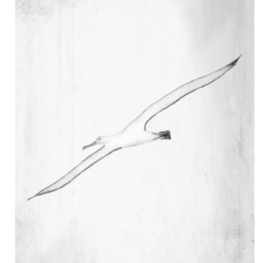 Albatross by Kate Boxer | Contemporary Print Making for sale at The Biscuit Factory Newcastle 