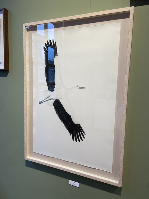 Andean Condor (Flying)