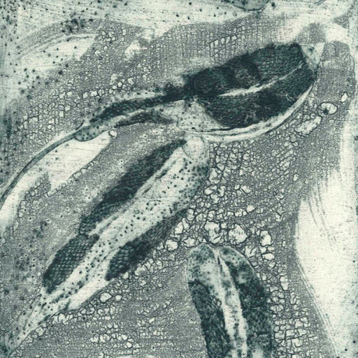 Before a Frog by Anupa Gardner | Contemporary Print for sale at The Biscuit Factory Newcastle