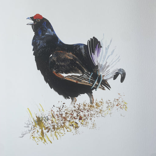 Black Grouse