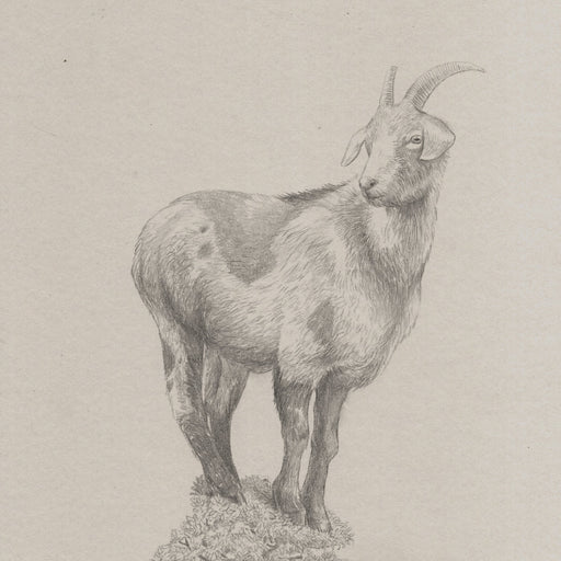 Bonsai Goat Study II