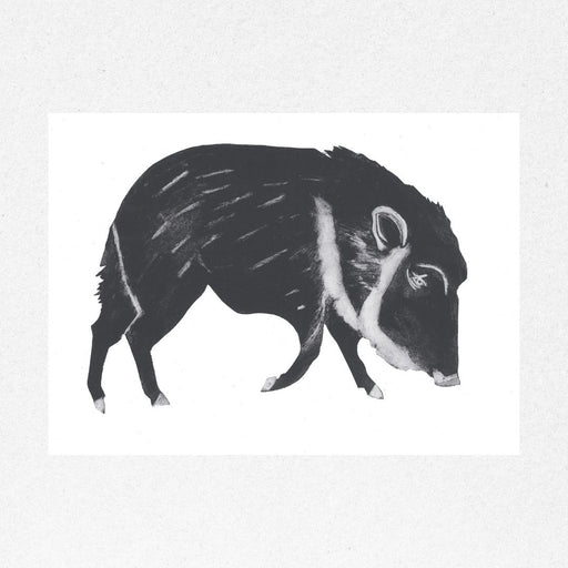 Chacoan Peccary