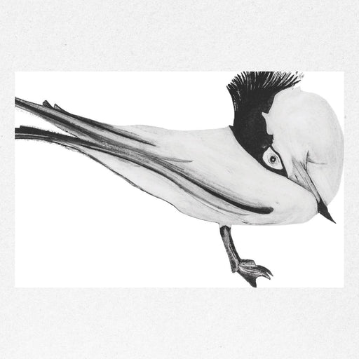 Chinese Crested Tern II