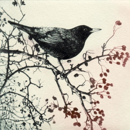 December Blackbird by Pamela Grace | Contemporary Prints for sale at The Biscuit Factory Newcastle 