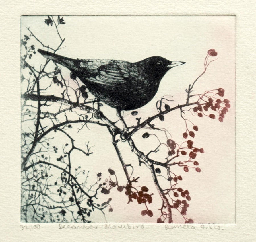 December Blackbird by Pamela Grace | Contemporary Prints for sale at The Biscuit Factory Newcastle