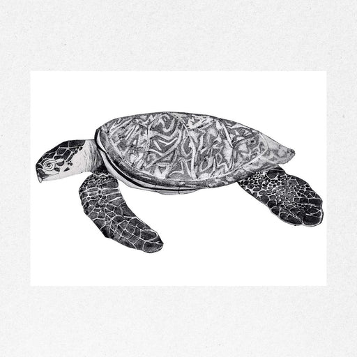 Hawksbill Turtle II