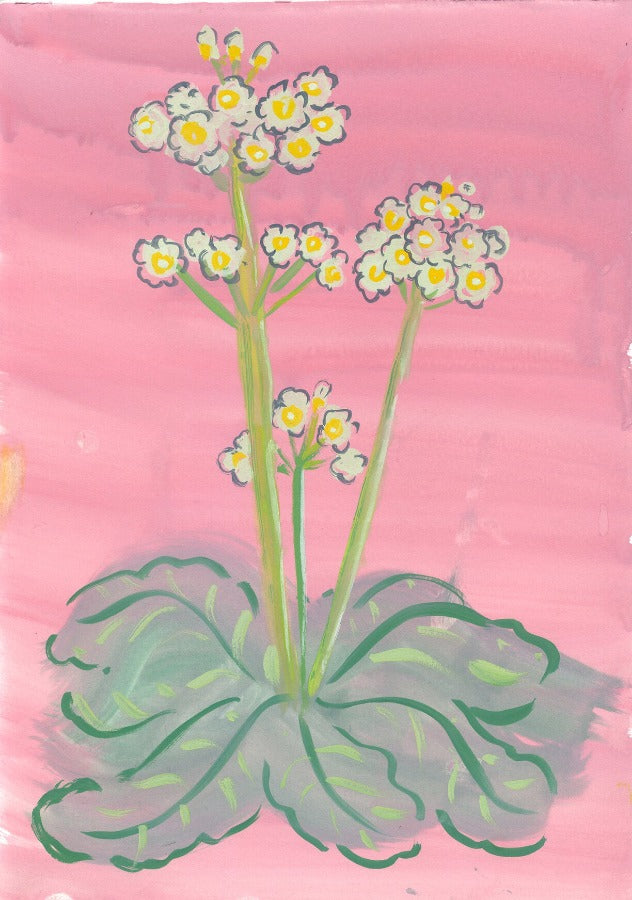 Primula Japonica on Pink by Trina Dalziel | Contemporary Painting for sale at The Biscuit Factory Newcastle