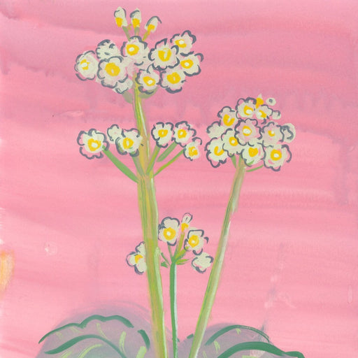 Primula Japonica on Pink by Trina Dalziel | Contemporary Painting for sale at The Biscuit Factory Newcastle 