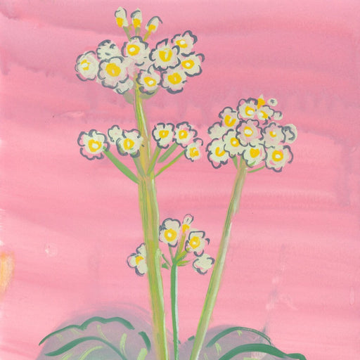 Primula Japonica on Pink by Trina Dalziel | Contemporary Painting for sale at The Biscuit Factory Newcastle