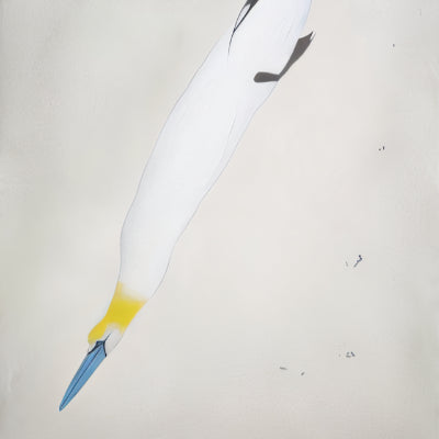 Gannet
