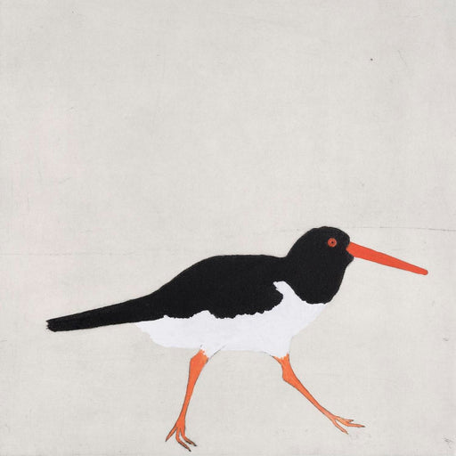 Oystercatcher