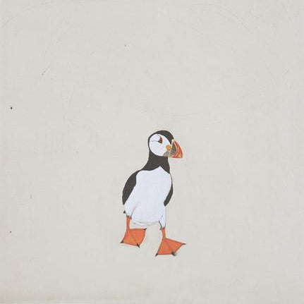 Puffin