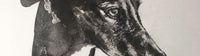 Image shows a cropped section of a black and white painting of a dog by Sarah Gooder