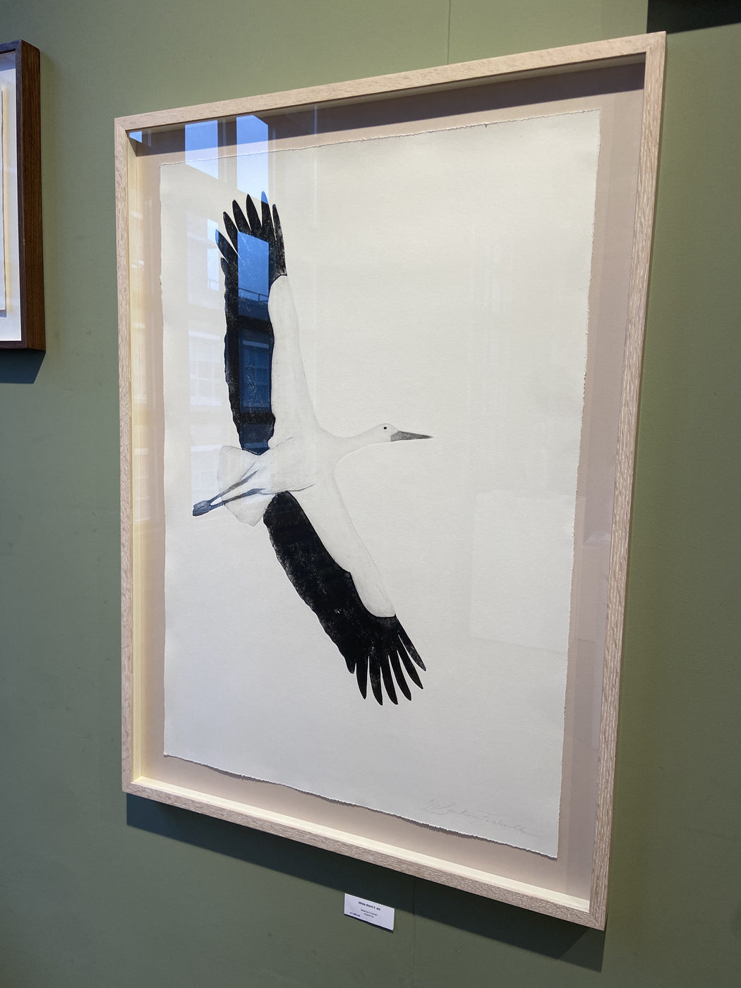 Andean Condor (Flying)