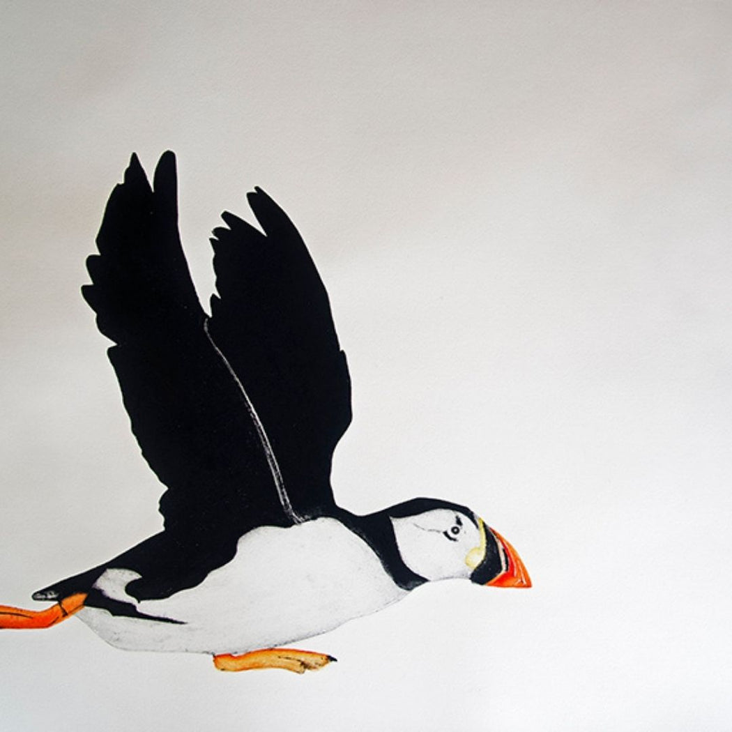 Atlantic Puffin II