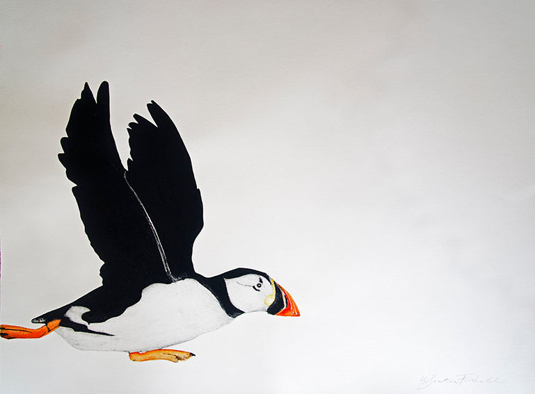 Atlantic Puffin II