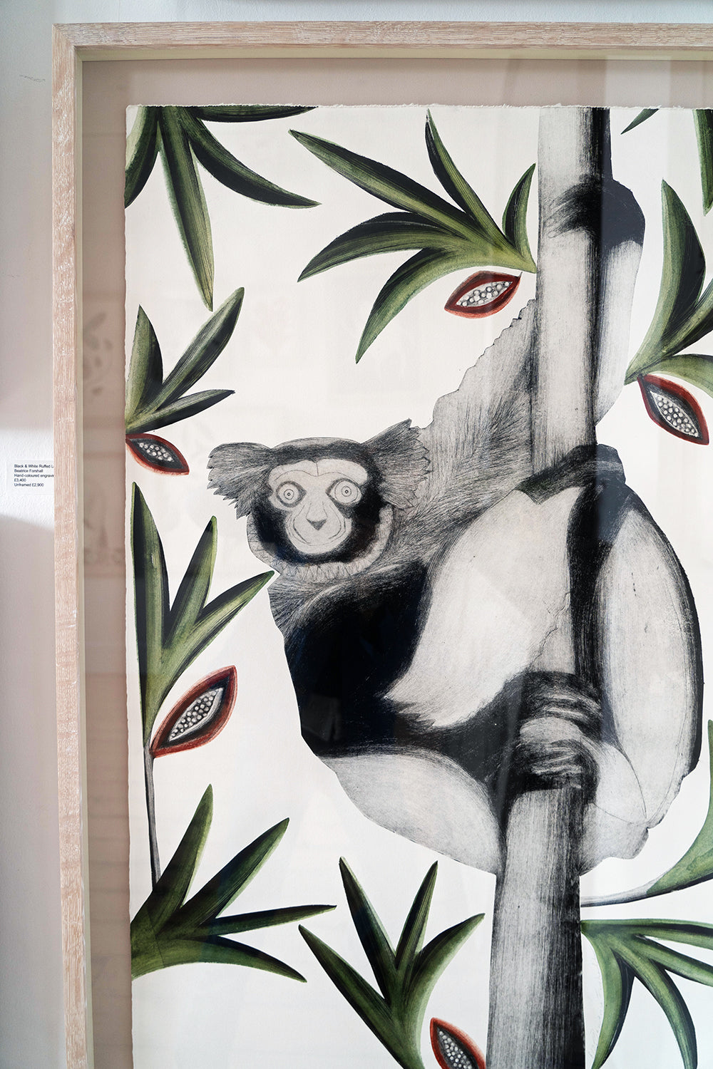 Black & White Ruffed Lemur