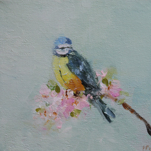 Blue Tit Study