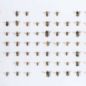 You added <b><u>British Bumblebees</u></b> to your cart.