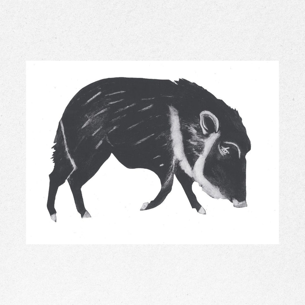 Chacoan Peccary