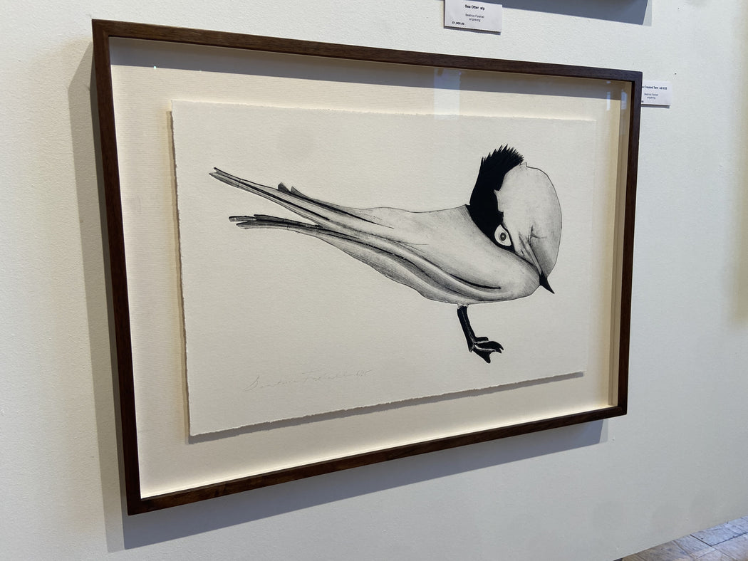 Chinese Crested Tern II