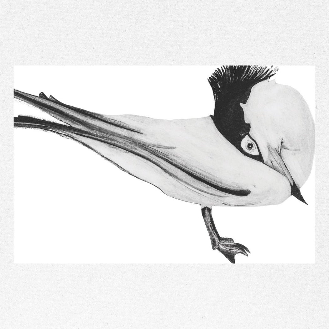 Chinese Crested Tern II