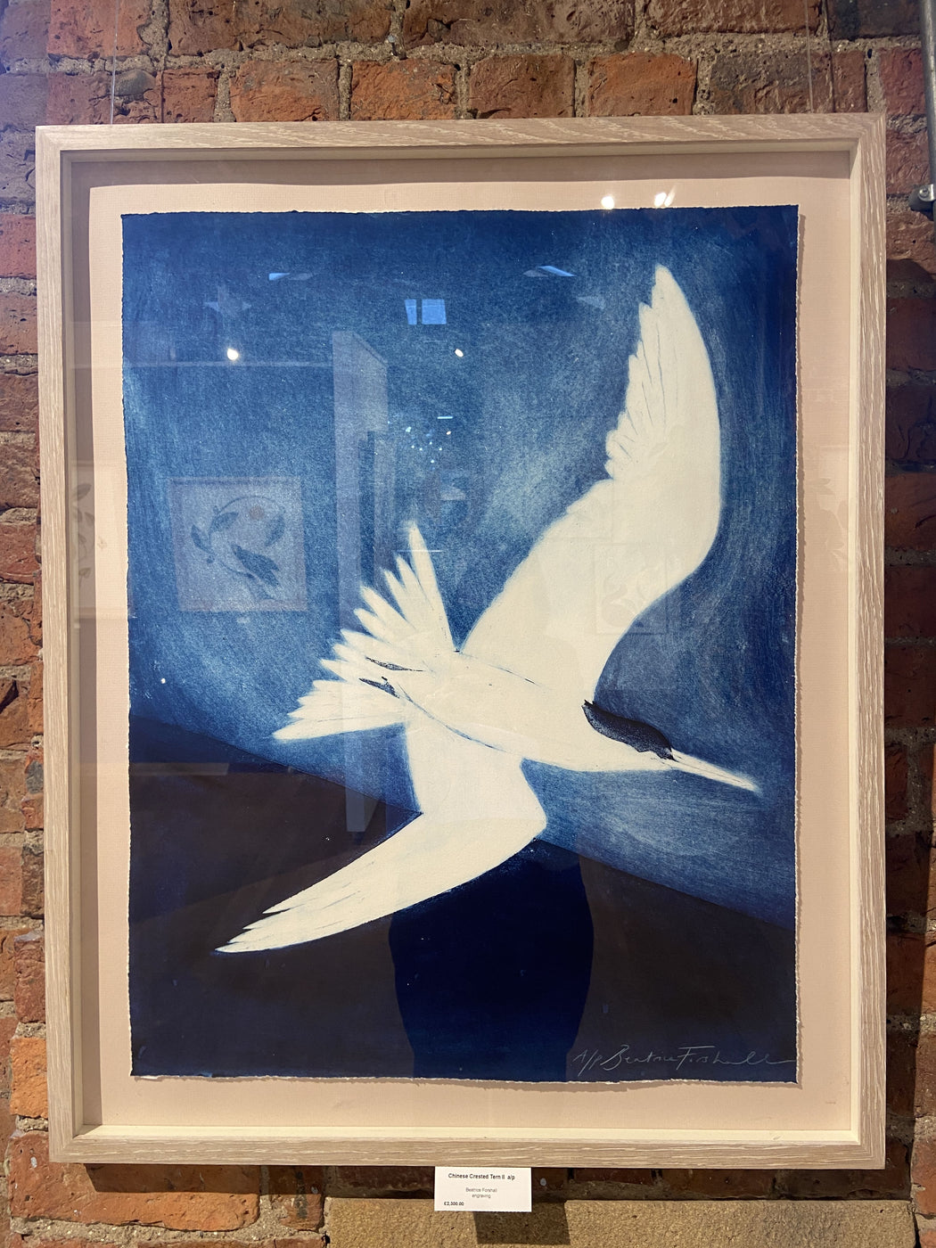 Chinese Crested Tern