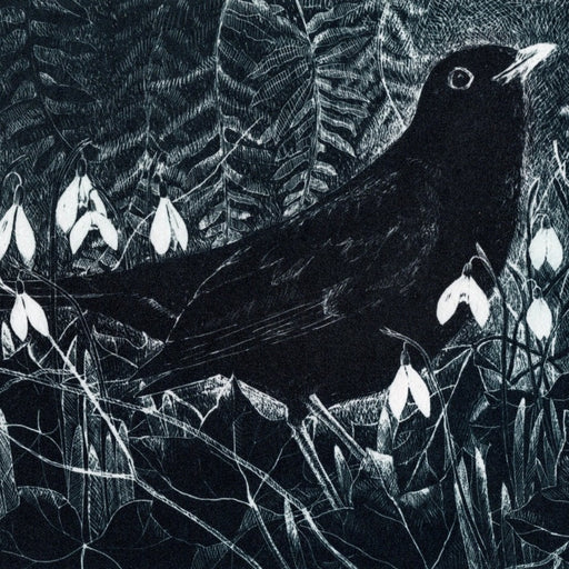 February Blackbird by Pamela Grace | Contemporary Print for sale at The Biscuit Factory 