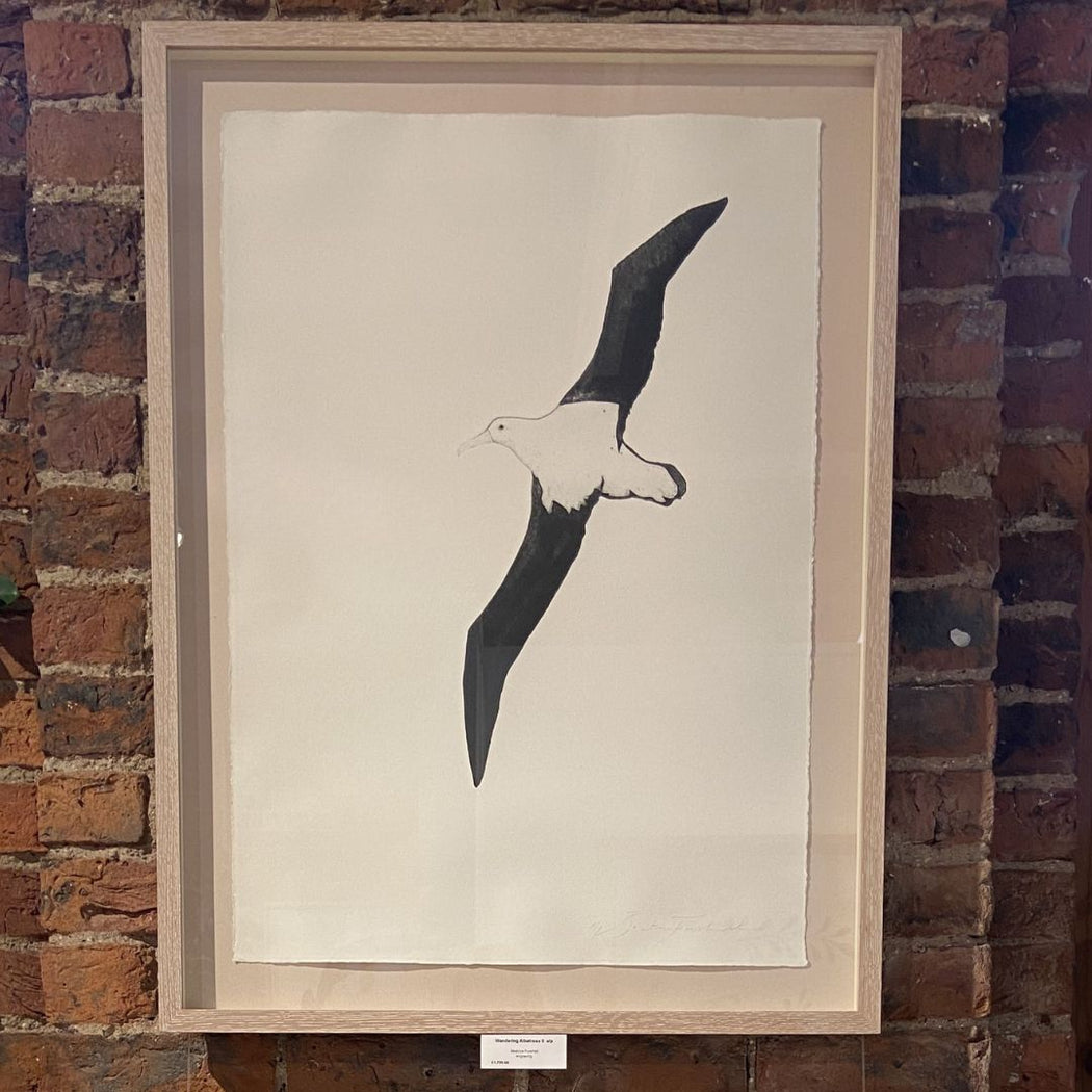 Wandering Albatross II (Flying)