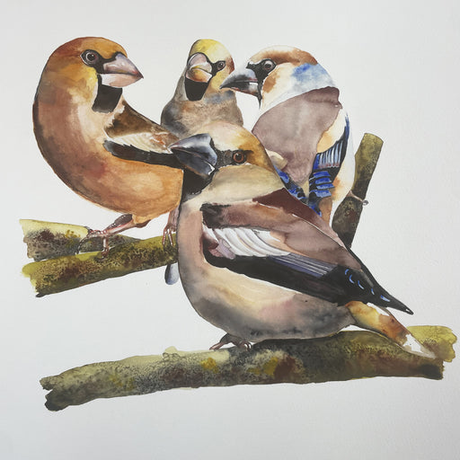 Hawfinches