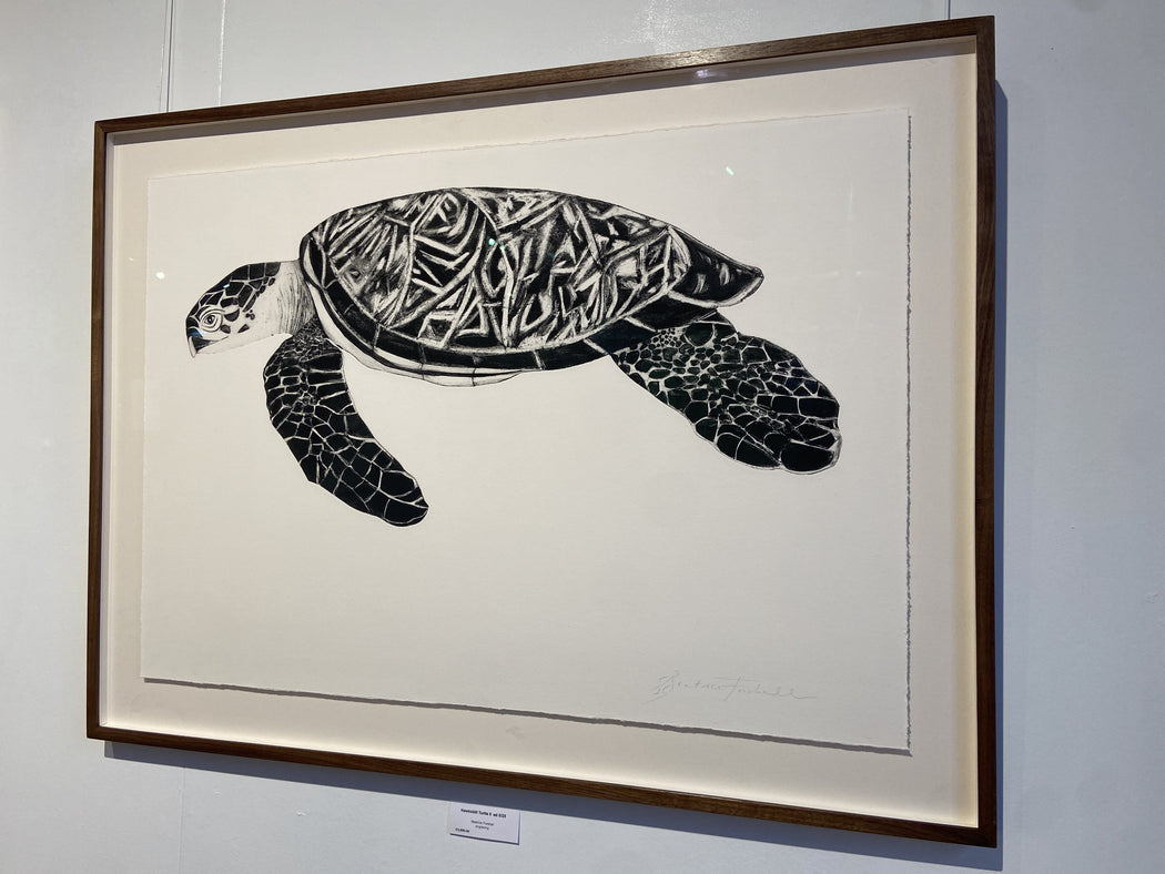 Hawksbill Turtle II