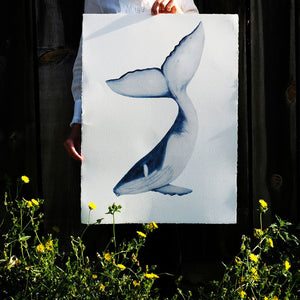 You added <b><u>Humpback Whale</u></b> to your cart.