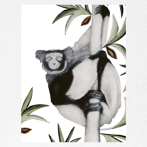 Black & White Ruffed Lemur