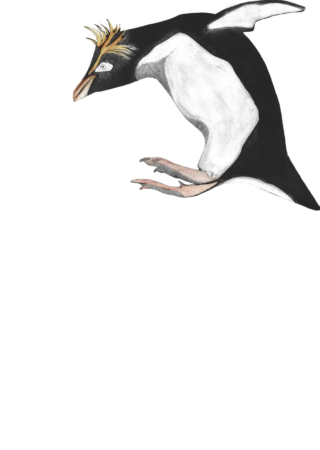 Northern Rockhopper Penguin