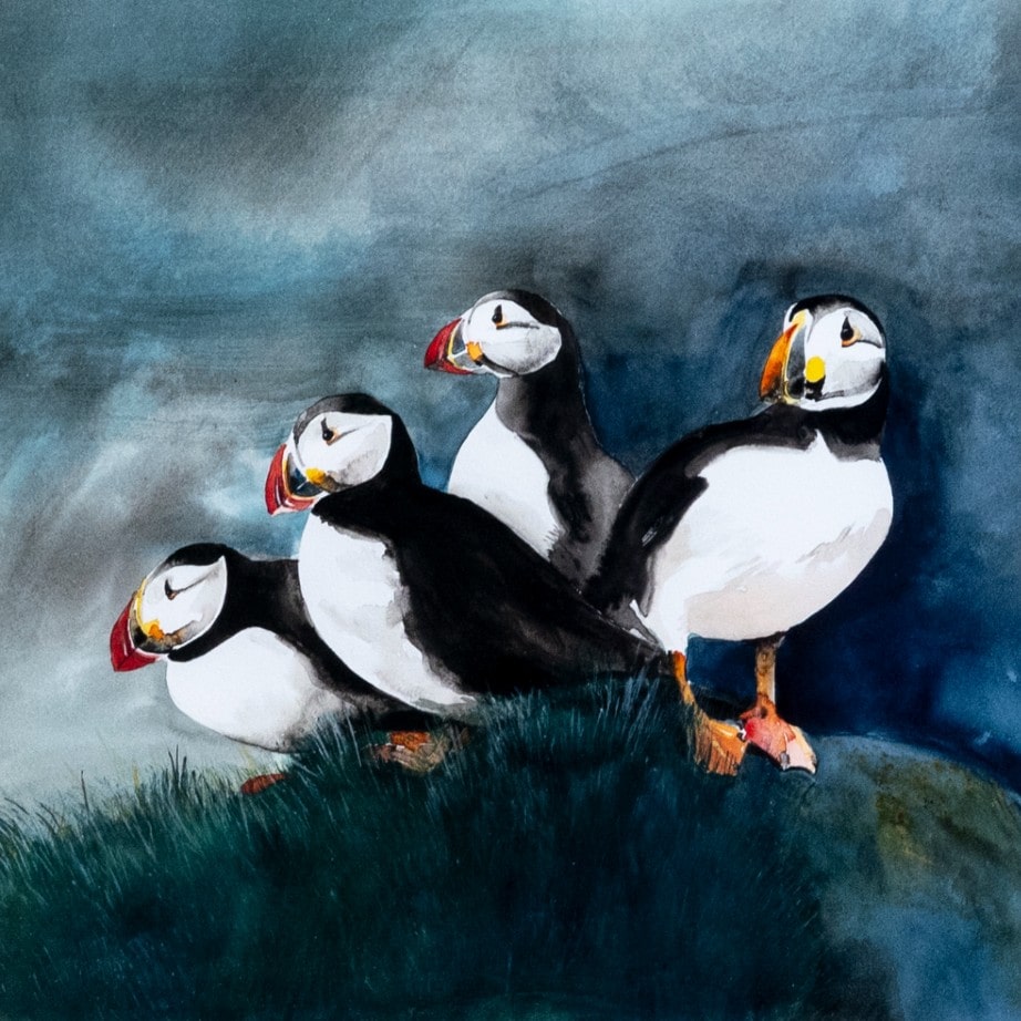Puffins