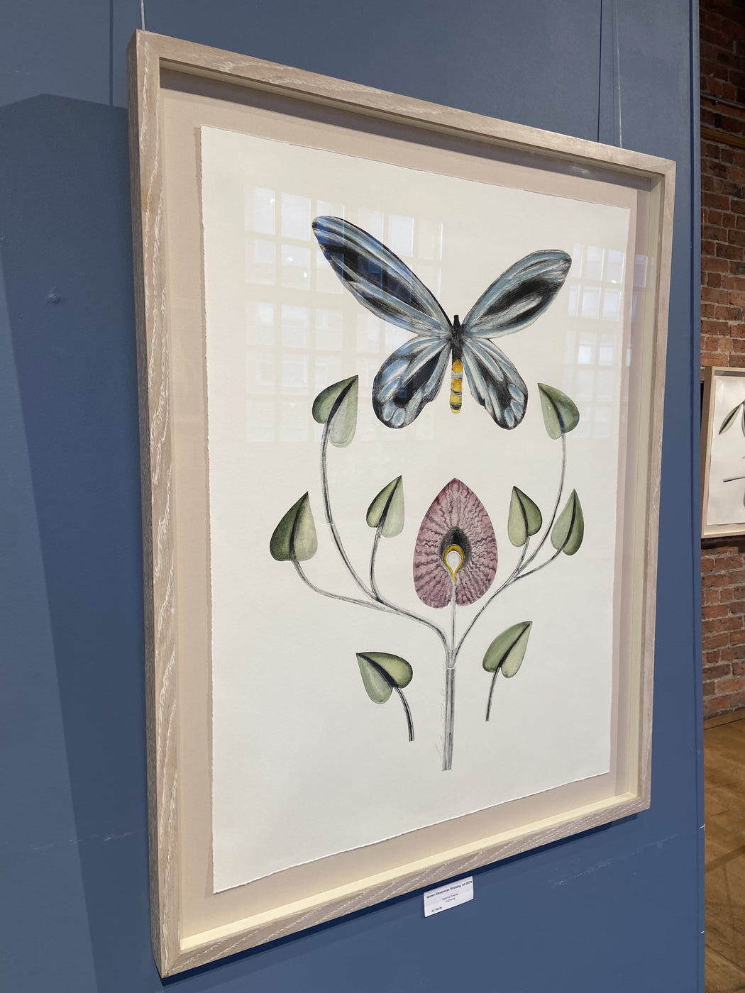 Queen Alexandra's Birdwing