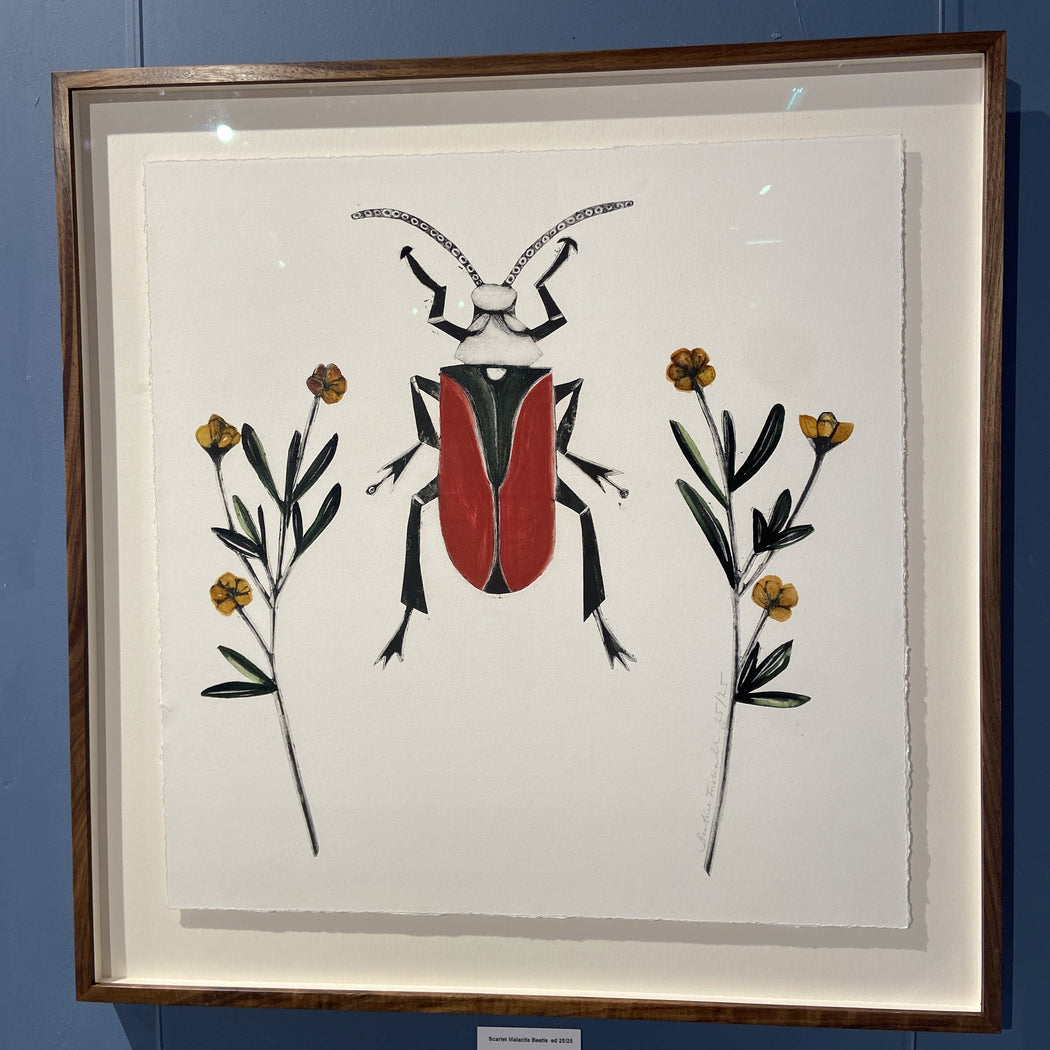 Scarlet Malachite Beetle