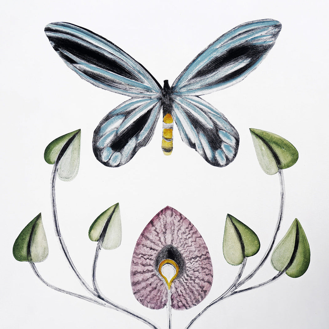 Queen Alexandra's Birdwing