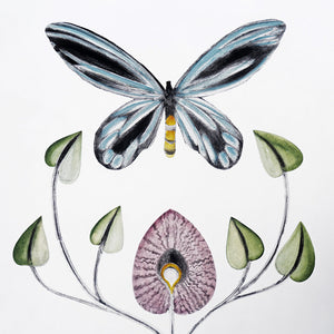 You added <b><u>Queen Alexandra's Birdwing</u></b> to your cart.