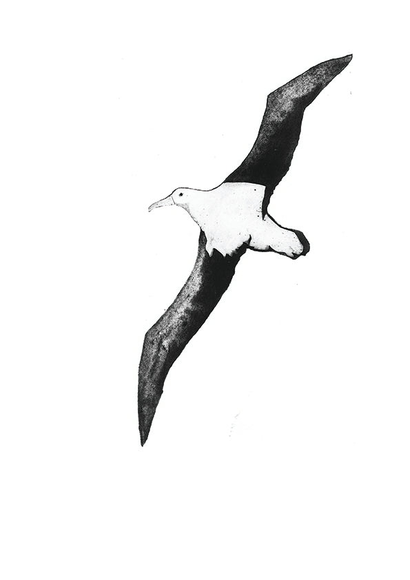 Wandering Albatross II (Flying)