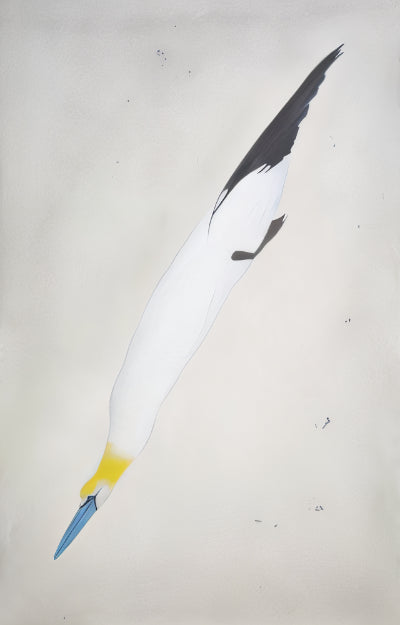Gannet