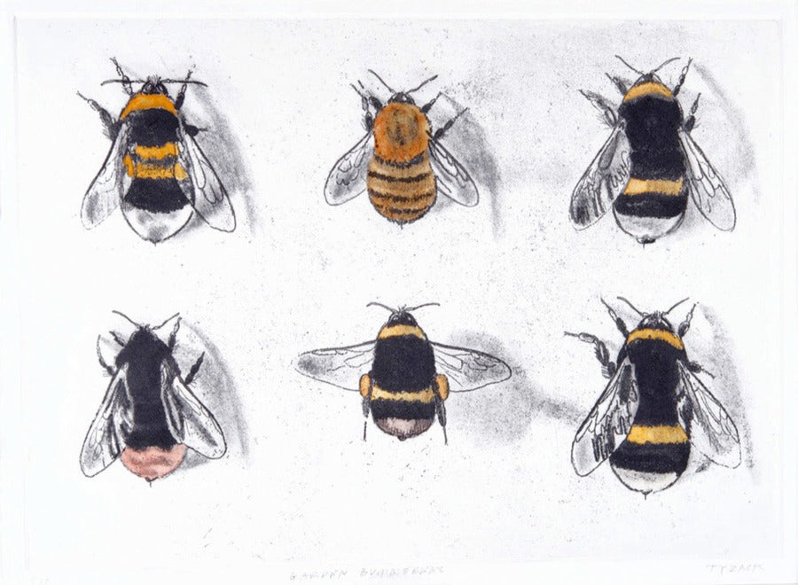Garden Bumblebees by Andrew Tyzack | Contemporary Prints for sale at The Biscuit Factory Newcastle 