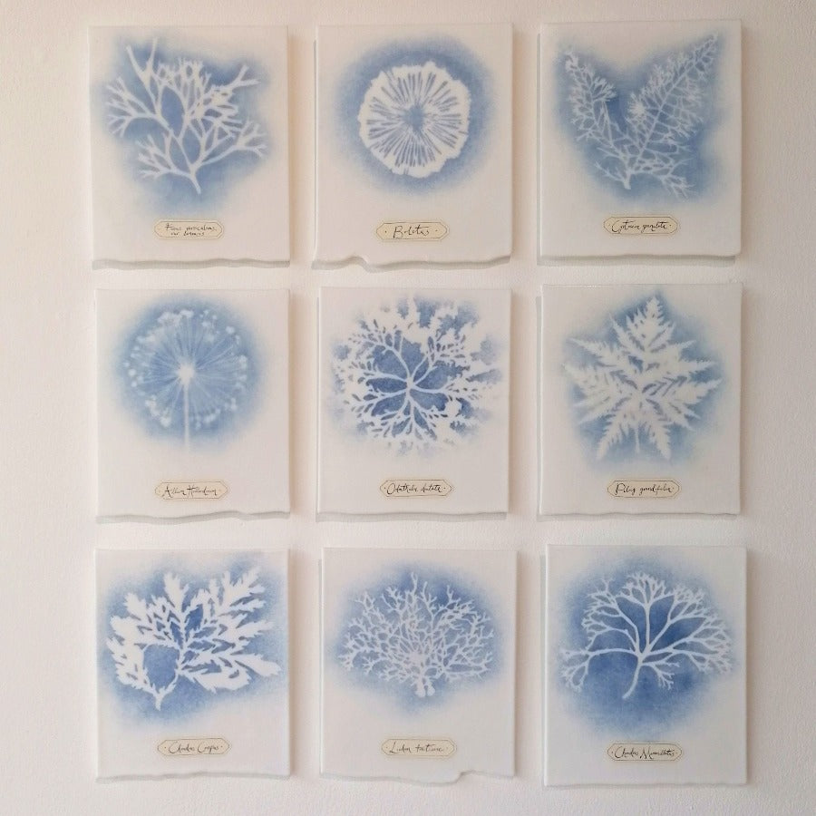 Blue and White Algae Plaques by glass artist Verity Pulford at The Biscuit Factory. Image shows a series of 6 glass plaques with imprints of algae in white against blue colouring.