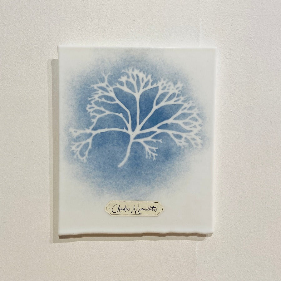 Blue and White Algae Plaques by glass artist Verity Pulford at The Biscuit Factory. Image shows a white glass plaque with an imprint of algae in white against blue colouring.