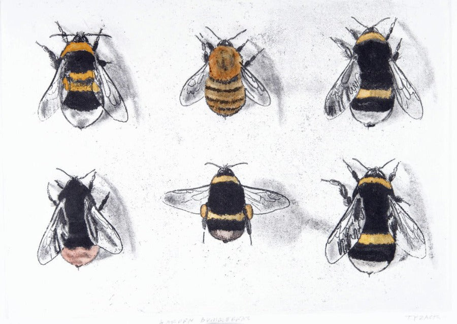 Garden Bumblebees, an original art print by Andrew Tyzack for sale at The Biscuit Factory art gallery. Image shows a print of illustrated bumblebees on a white background.