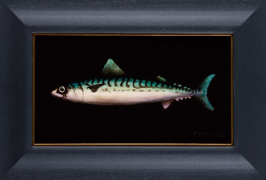 Mackerel XIX by Andrew Tyzack. An original oil on canvas painting of mackerel fish. Original Art available at The Biscuit Factory.