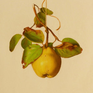 You added <b><u>Quince</u></b> to your cart.