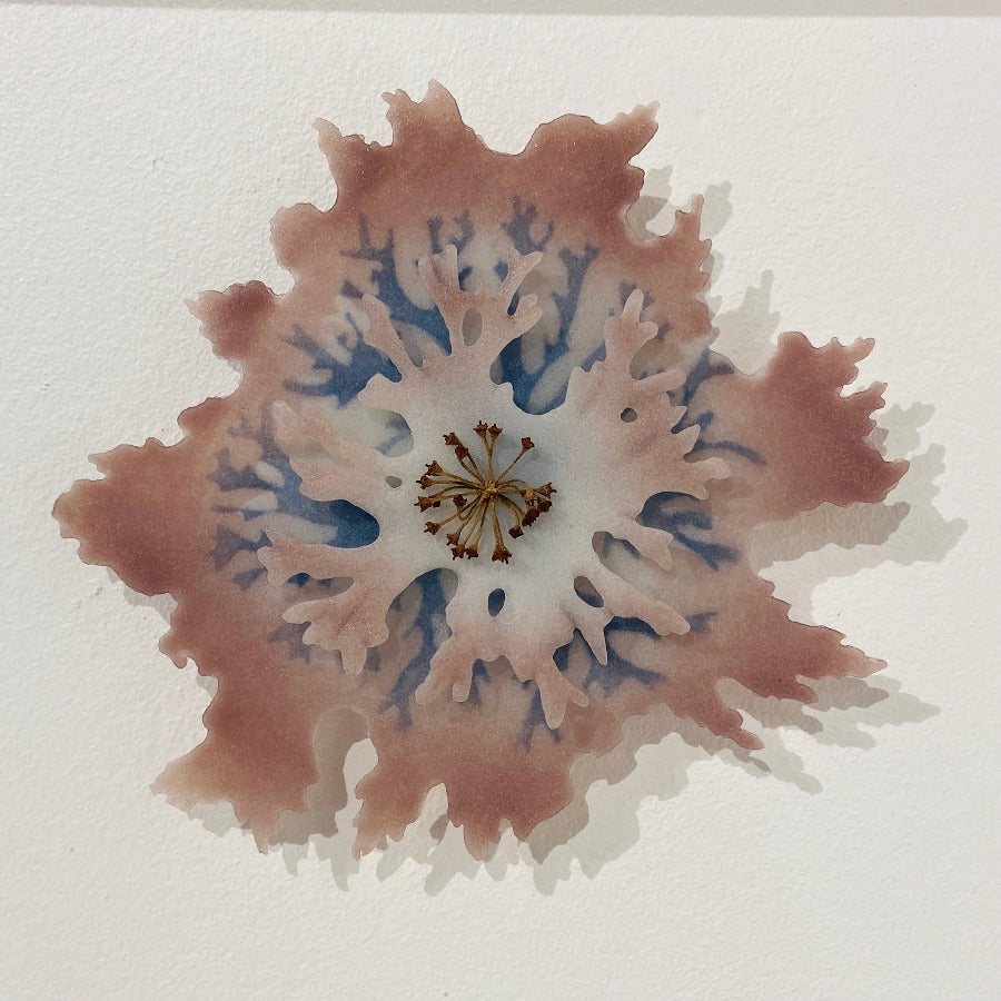 Small Algae Wall Piece by glass artist Verity Pulford at The Biscuit Factory. Image shows a wall-mounted glass sculpture of algae with pink colouring on the edges and blue in the centre.